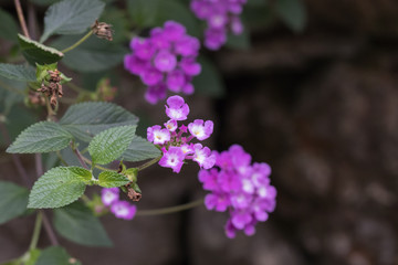 diverse Blüten, Samen, Sukkulenten aus dem botanischen Garten