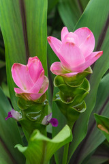 Curcuma is a genus of about 100 accepted species in the family Zingiberaceae that contains such species as turmeric and Siam Tulip.