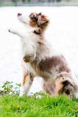 Hund am See gibt Pfötchen