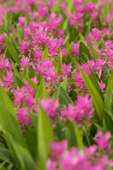 Curcuma is a genus of about 100 accepted species in the family Zingiberaceae that contains such species as turmeric and Siam Tulip.