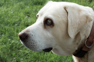 Labrador Retriever - alt und blind