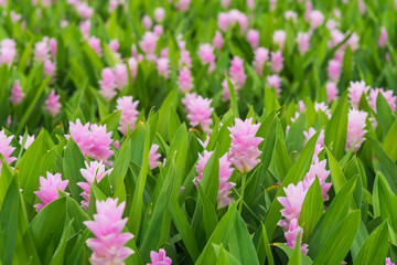 Curcuma is a genus of about 100 accepted species in the family Zingiberaceae that contains such species as turmeric and Siam Tulip.