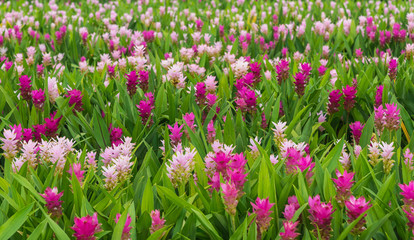 Obraz premium Curcuma is a genus of about 100 accepted species in the family Zingiberaceae that contains such species as turmeric and Siam Tulip.