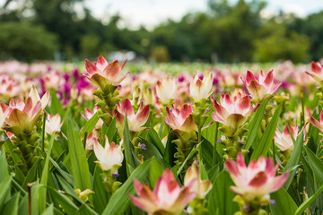 Obraz premium Curcuma is a genus of about 100 accepted species in the family Zingiberaceae that contains such species as turmeric and Siam Tulip.