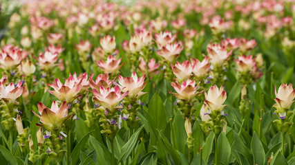 Curcuma is a genus of about 100 accepted species in the family Zingiberaceae that contains such species as turmeric and Siam Tulip.