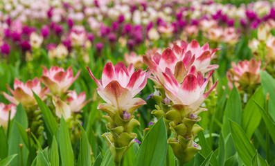 Curcuma is a genus of about 100 accepted species in the family Zingiberaceae that contains such species as turmeric and Siam Tulip.