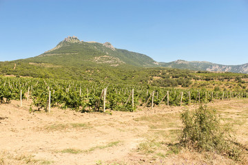 Fototapeta na wymiar Vineyards at the foot of the mountain.