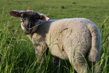 Sheep in the grass close-up