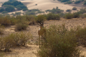 Naklejka na ściany i meble An Arabian Gazelle in its natural habitiat