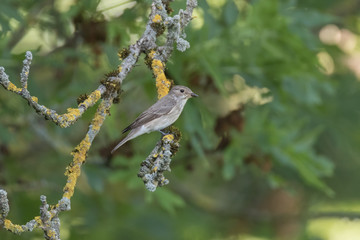 Grauschnäpper auf dem Ast