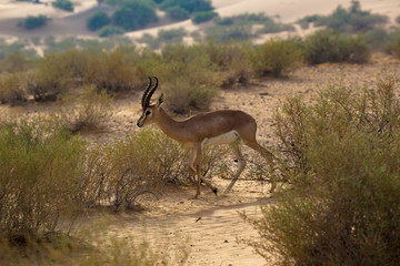 An Arabian Gazelle in its natural habitiat