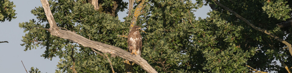 Mäusebussard auf dem Baum