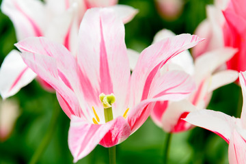 Fototapeta premium Rosa Tulpe