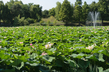 Lacul Tei park in Bucharest. Lake full of blossom waterlilies