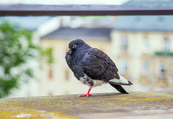 Funny sleepy pigeon with ruffled feather, standing on one leg on a mossy stone ledge