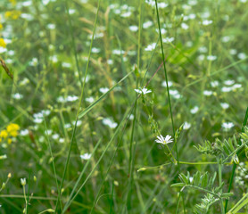 Chickweed flowers