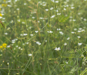 Stellaria flowers