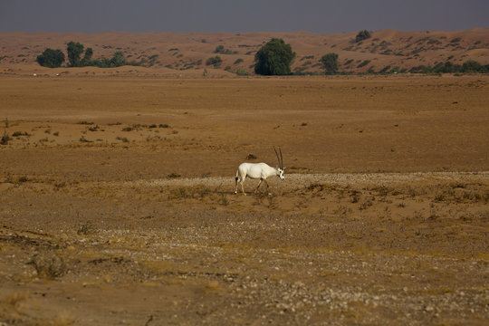 Arabian Orxy