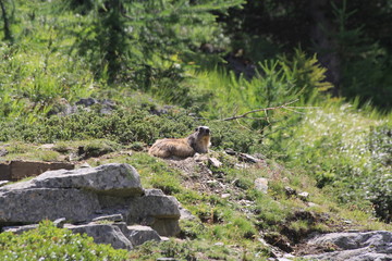 marmotte
