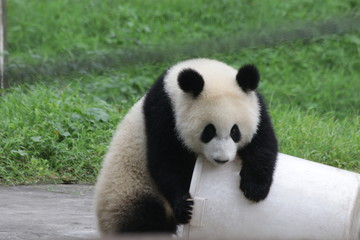Playful Panda Cub with the basket © foreverhappy