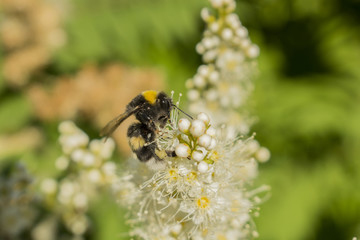 Bee on the linden