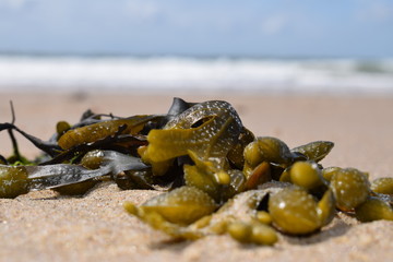 seaweed at the beach