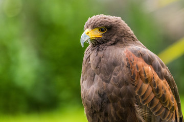 Fototapeta premium Schottland 2017