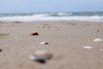 Fototapeta na wymiar shells at the beach