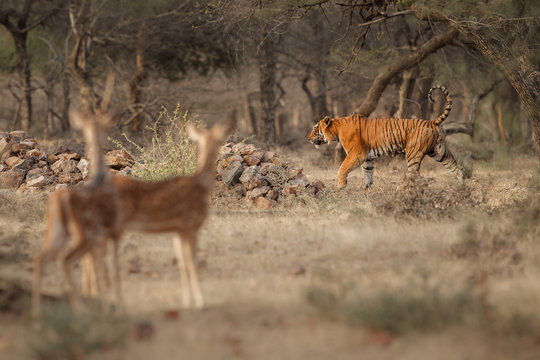 Tiger and his prey in Ranthambhore National Park in India, panthera tigris tigris, royal bengal tiger, indian wildlife, axis deer as a main prey of wild tigers
