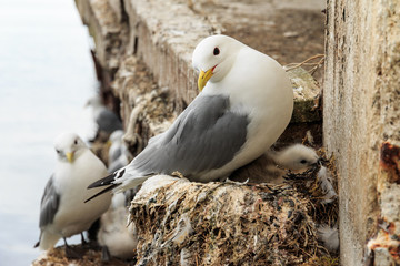 Beautiful seagull with baby on nest in harbour Norway