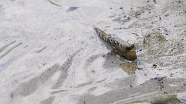 A birds eye view shot of a mudskipper