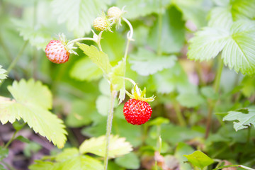strawberries in the woods