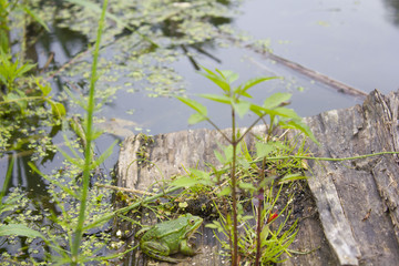 background with green frog and river aquatic plants