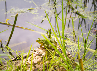 background with green frog and river aquatic plants