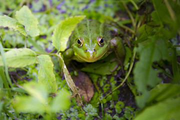 background with green frog and river aquatic plants