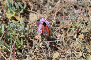 Moth on field scabious - Zygaena minos on Knautia arvensis