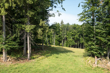 Suior area ski slopes in summertime