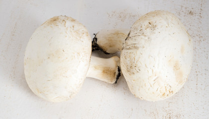 white big champignons