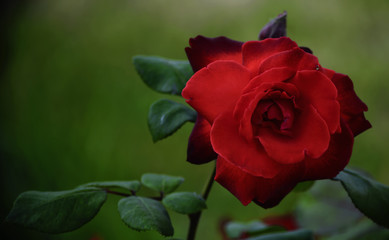 On a green background a bright red rose flower.
