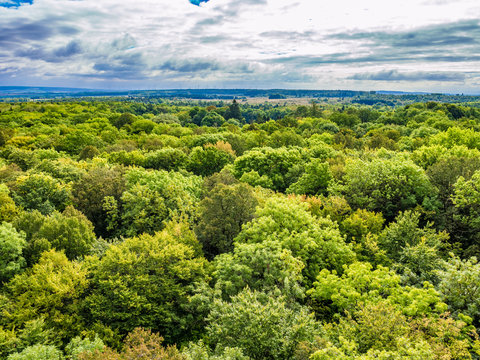 Fototapeta Primeval Beech Forests of Hainich National Park, Germany