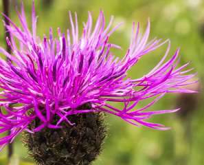 Beautiful summer flower