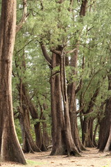 Aged Pine Wood Forest against Wind from Ocean beach, abstract look bark, brach and tree bod