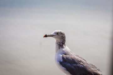 gull