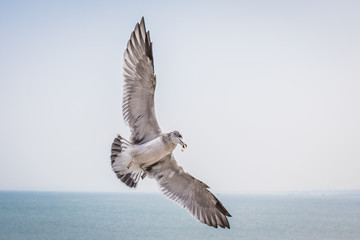 gull