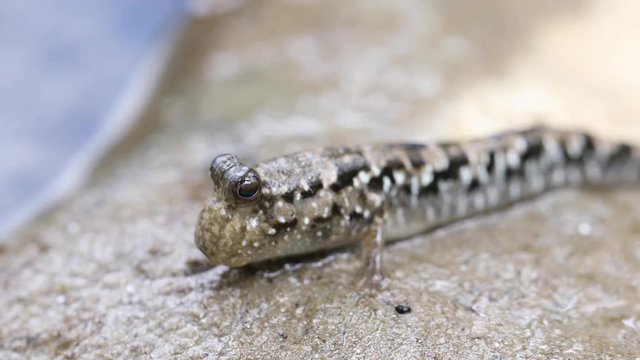 A full shot of a mud skipper.