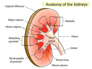 Anatomy. Kidney Cross Section Showing the major parts