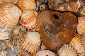 Colourful Shells and Stones on a Beach