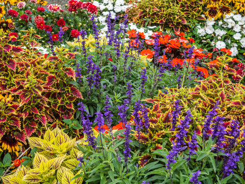 Blumenmeer