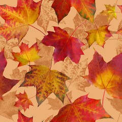Naklejka na ściany i meble Seamless photo- realistic pattern made from maple leaves.
