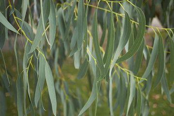 eucalyptus